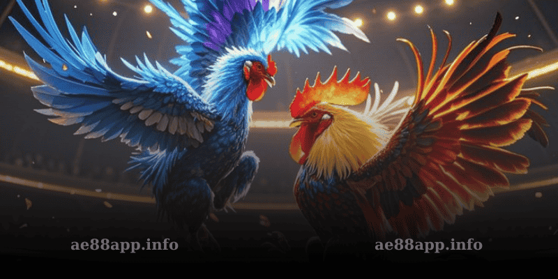 câu hỏi hay gặp